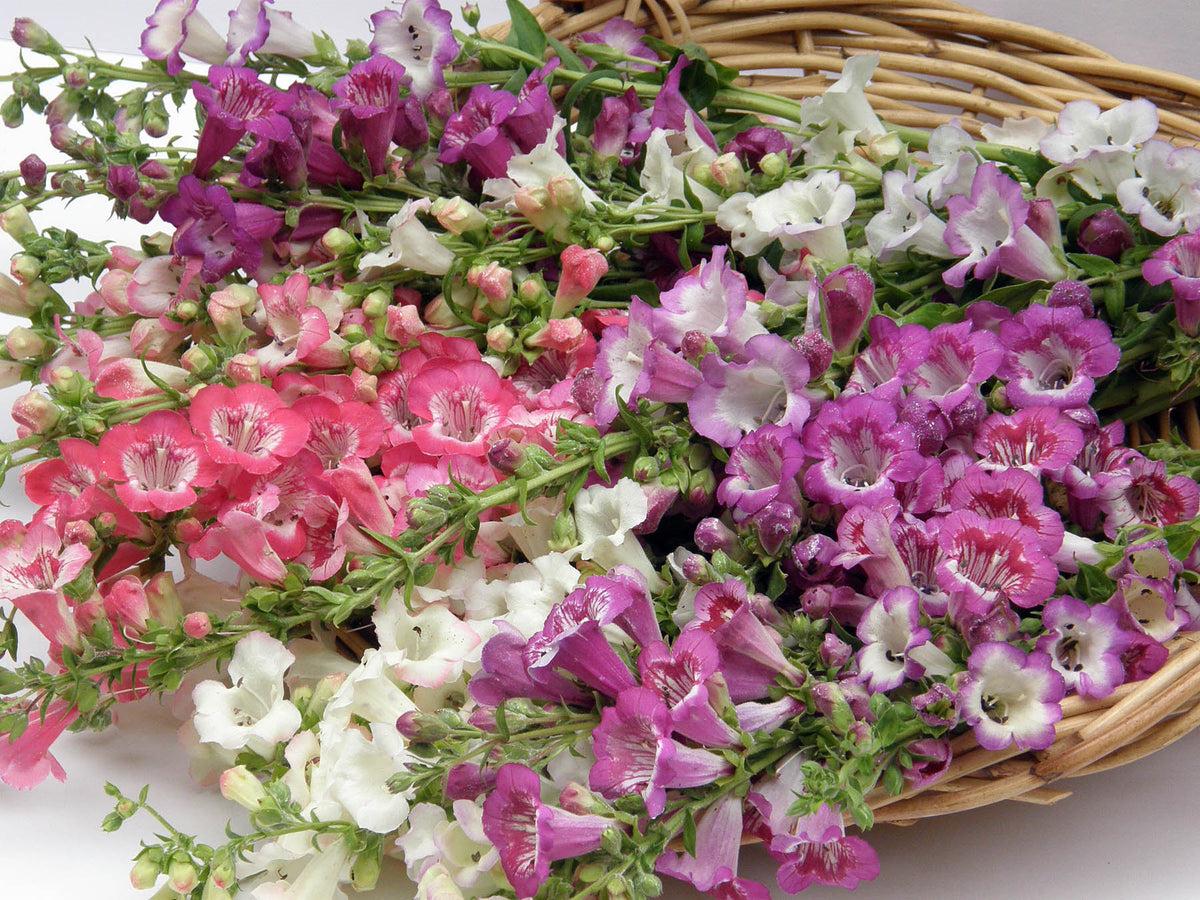 Hummingbird Penstemon - Wedding Bells
