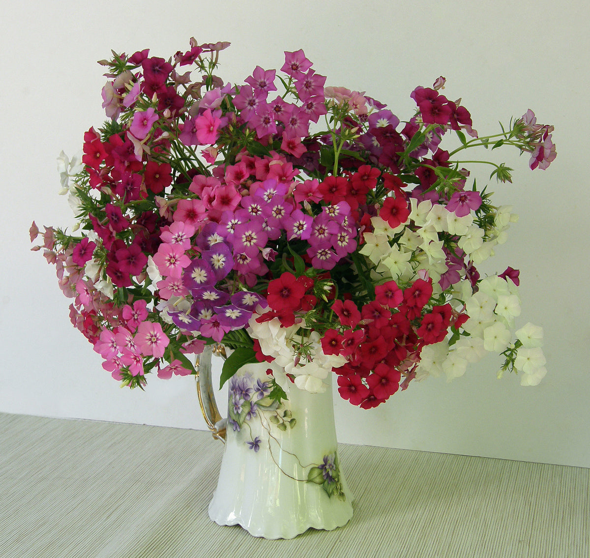 Butterfly Phlox - Dutch Tapestry