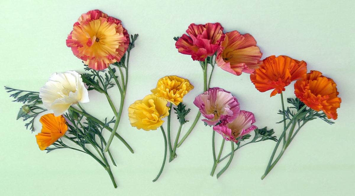 California Poppies - Dancing Ballerinas