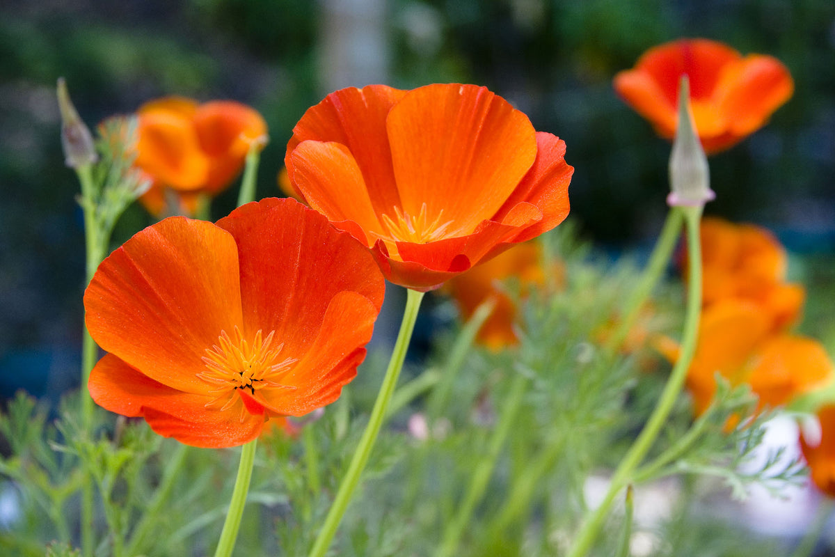 California Poppies - Copper Pot