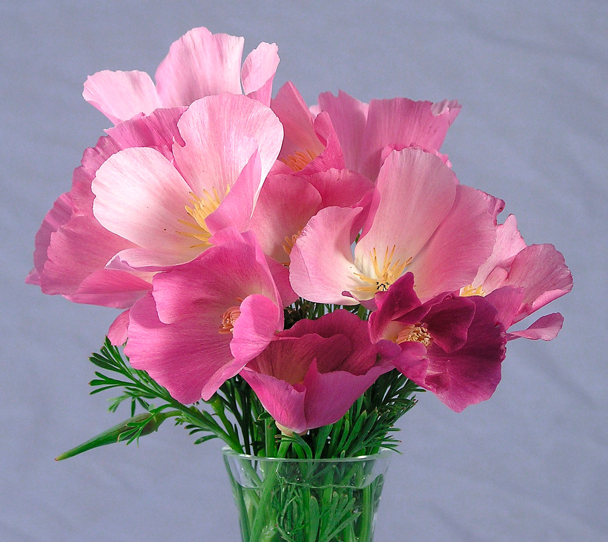 California Poppies - Dusky Rose