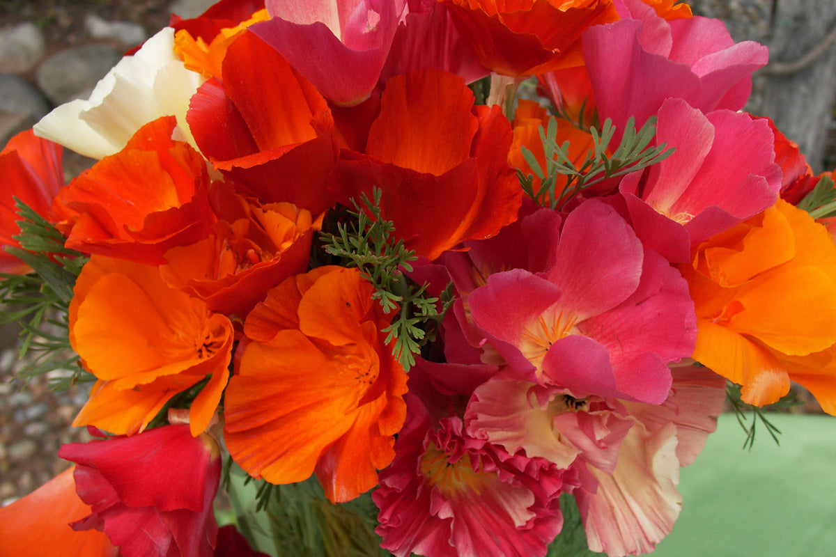 California Poppies - Tropical Sunset