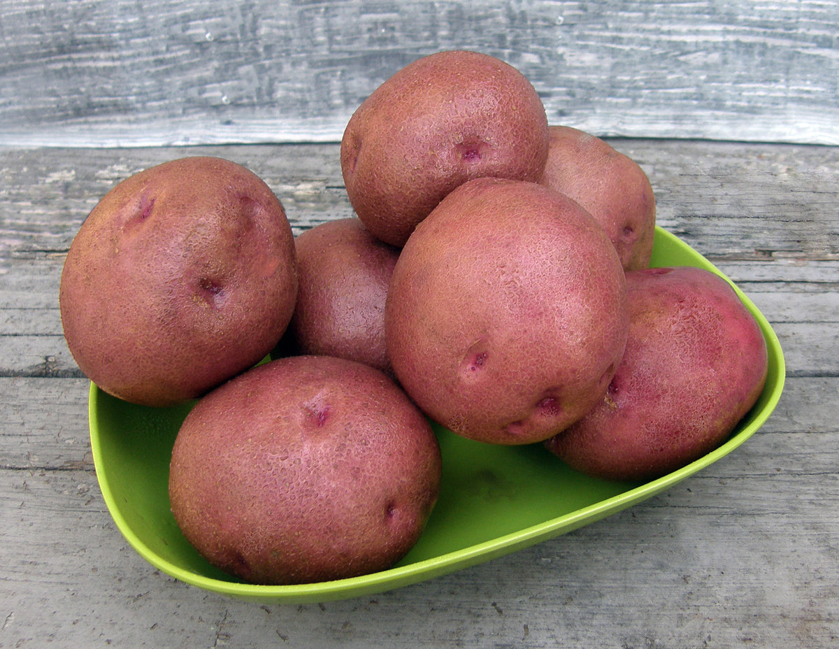 Seed Potatoes - Sangre