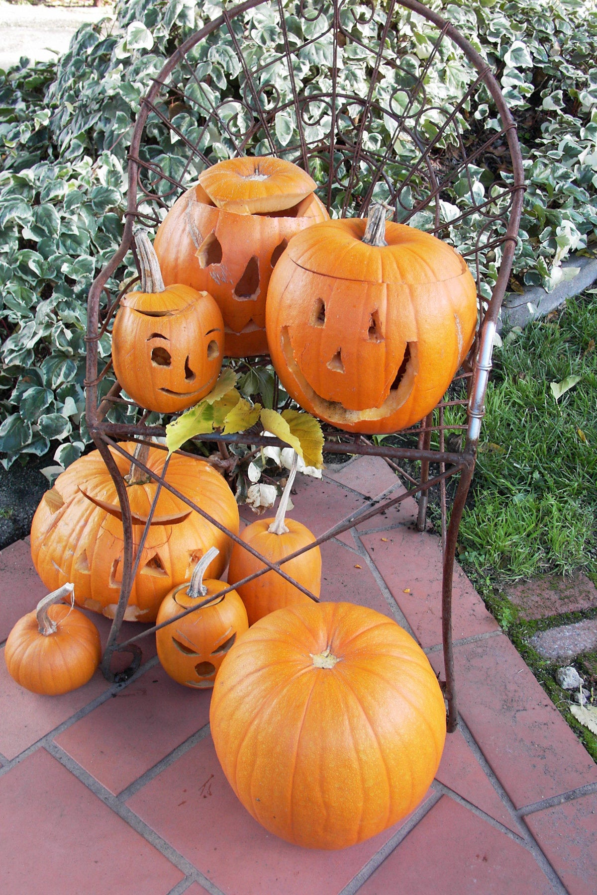 Holiday Mix Pumpkins - Autumn Gold & Spookie