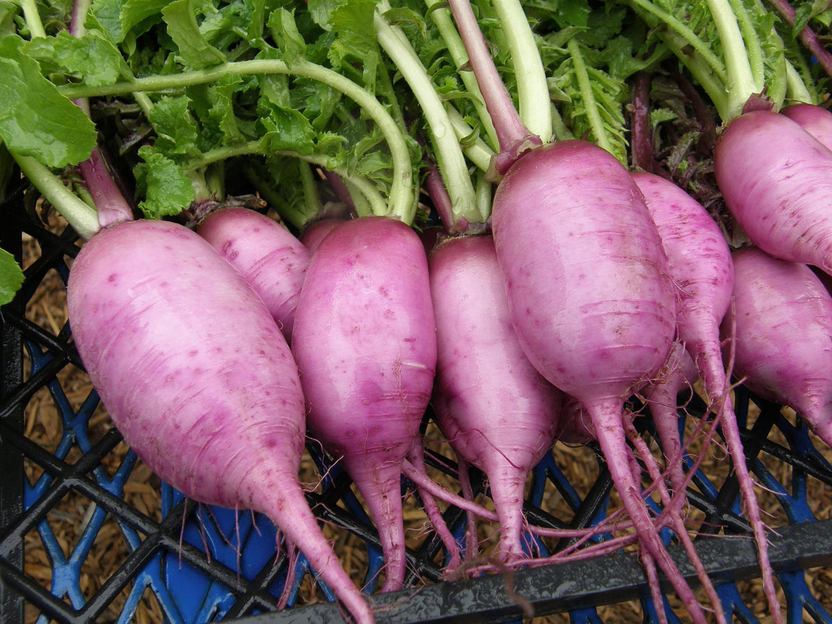 Daikon Radish - Mini Purple