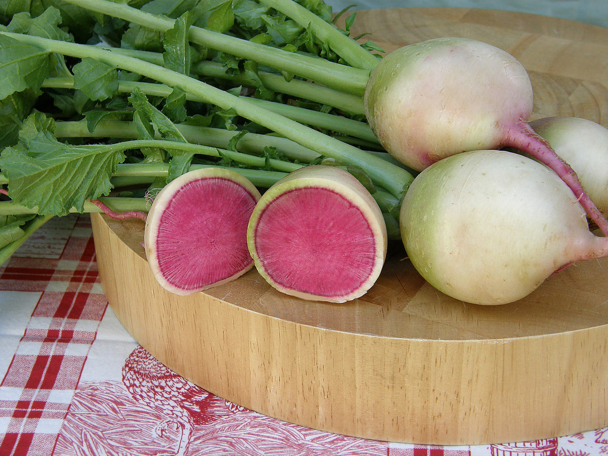 Heirloom Radishes - Watermelon