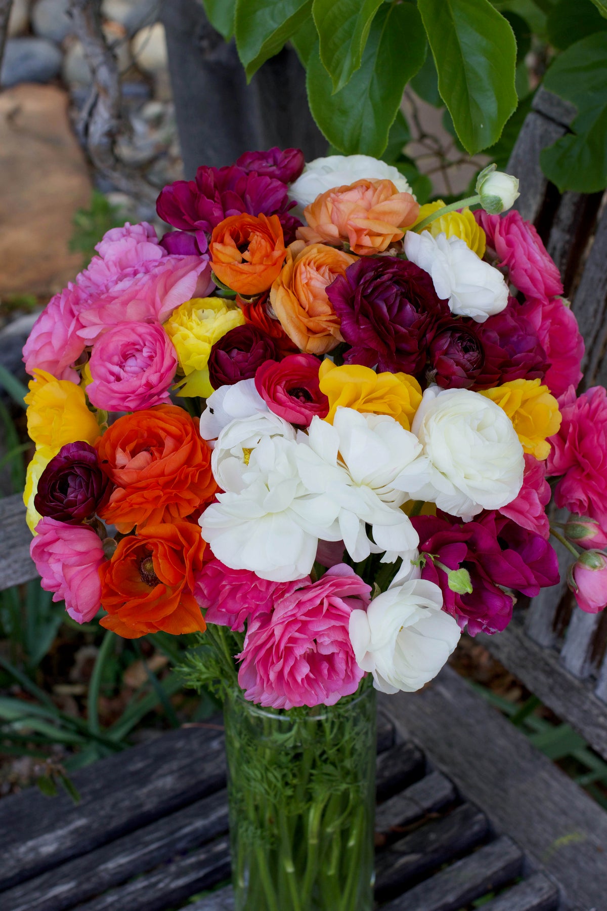 Ranunculus Bulbs - Jumbo Color Blend