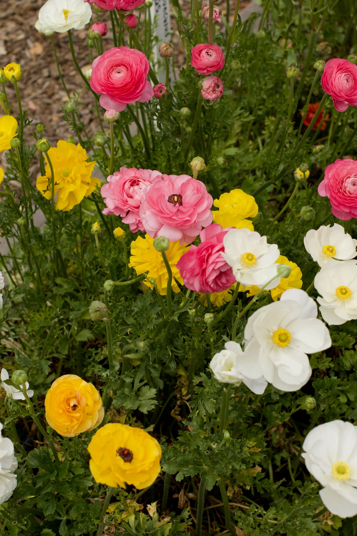 Ranunculus Bulbs - Jumbo Spring Joy