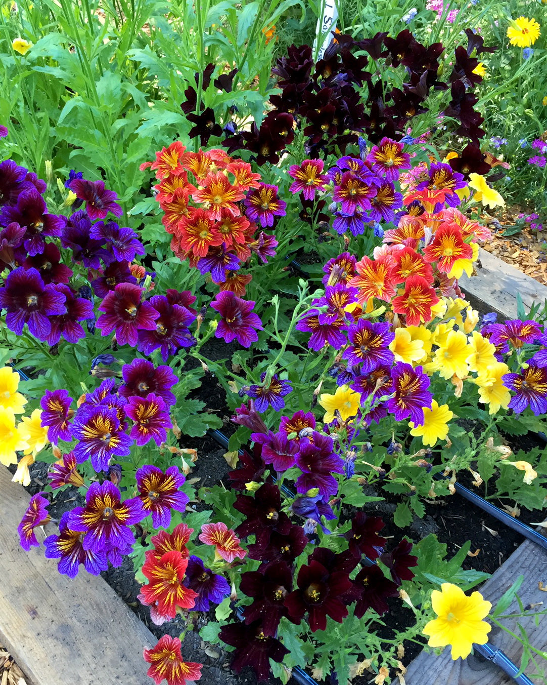Painted Salpiglossis - Stained Glass