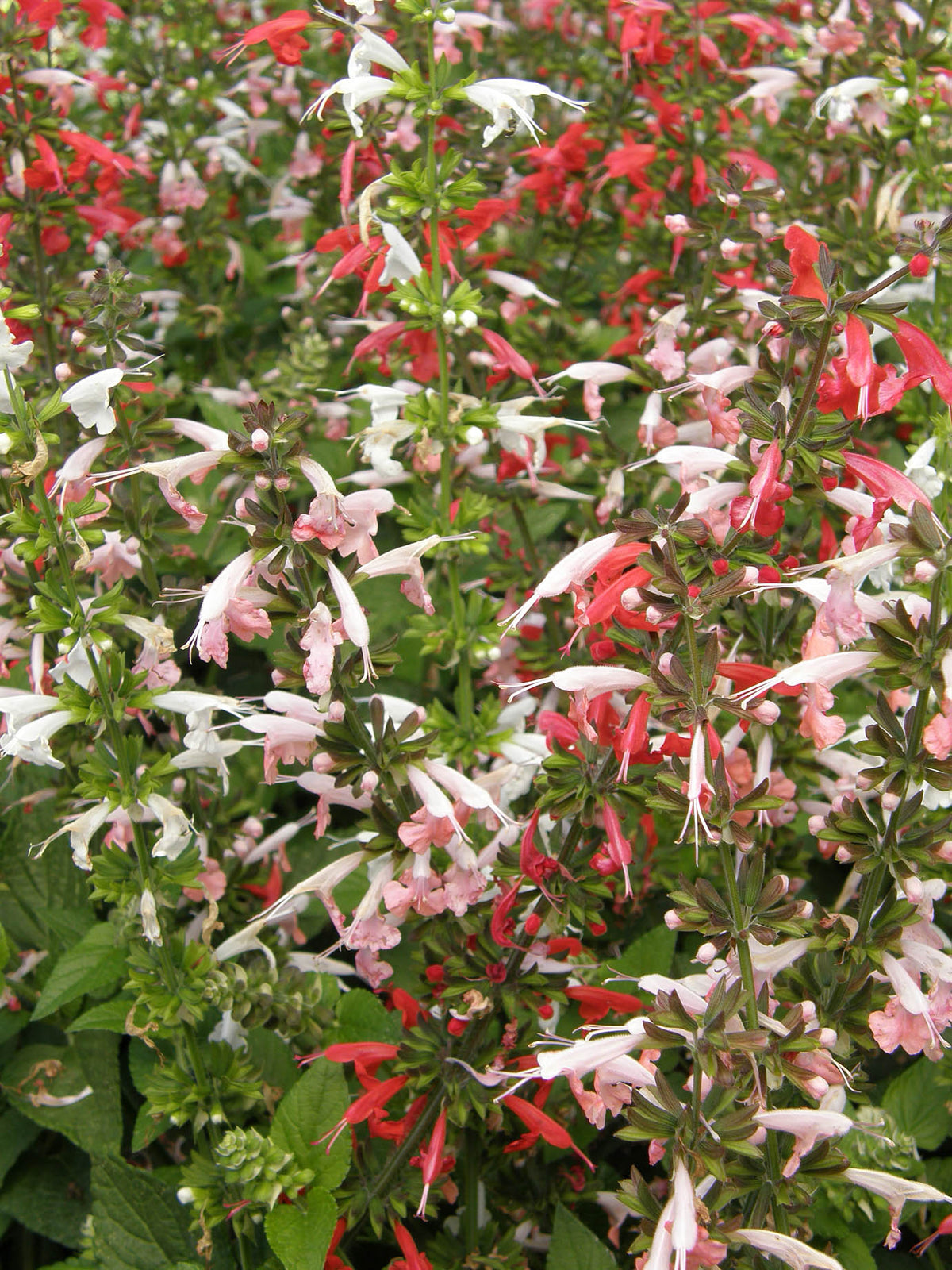 Container Salvia - Bee Heaven