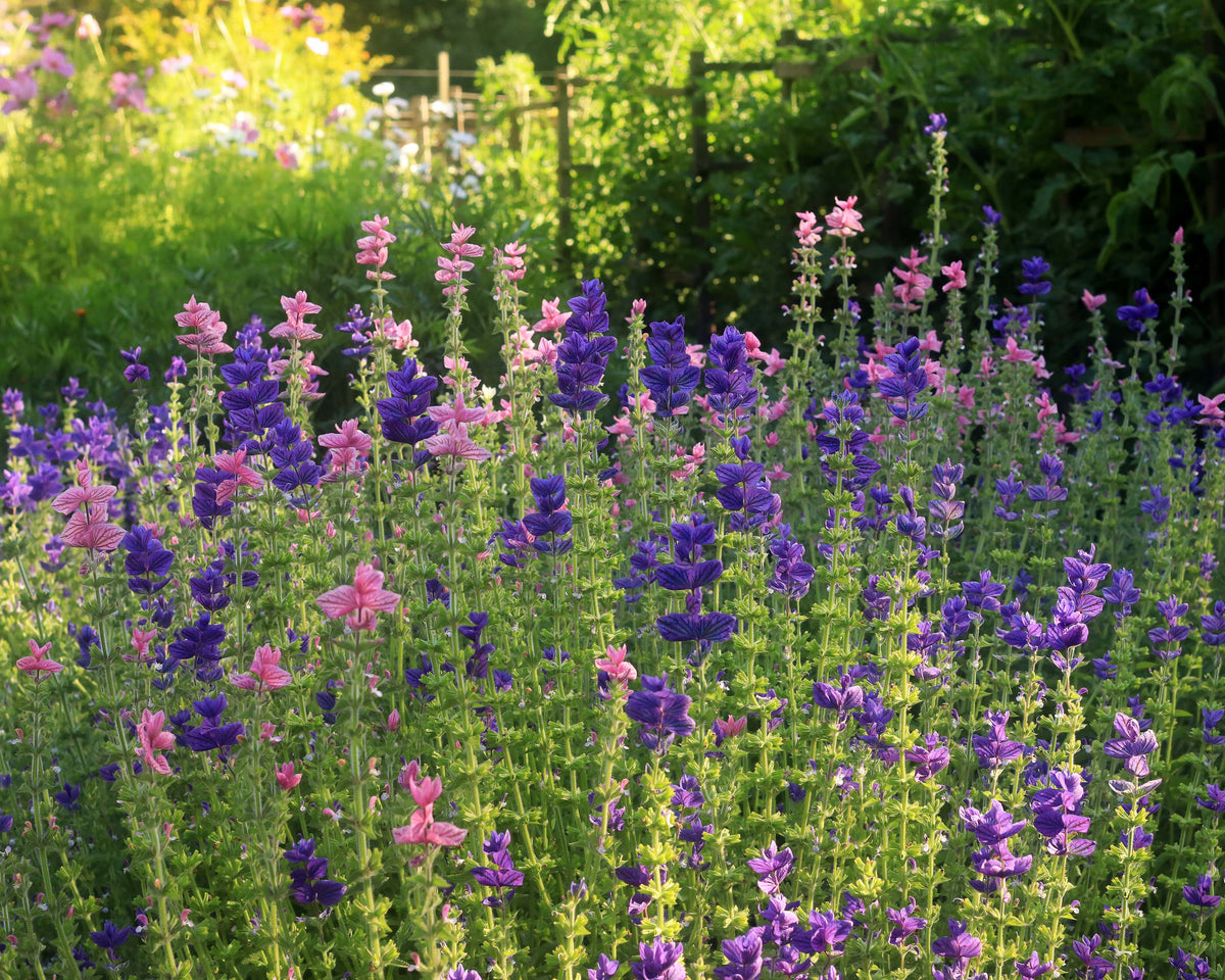 Heirloom Butterfly Salvia - Marble Arch