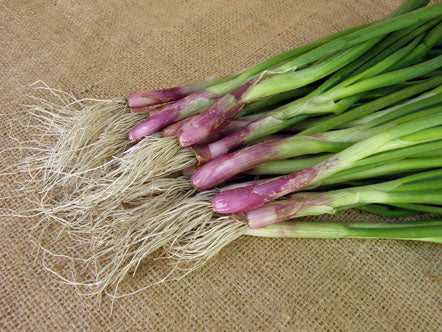 Heirloom Salad Onions - Italian Scallion