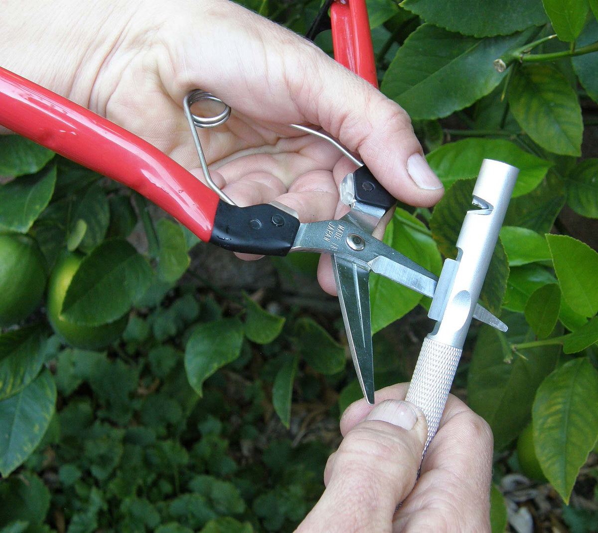 Felco Sharpener