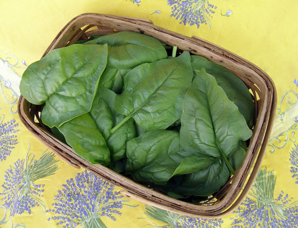 Long-Standing Spinach - Summer Perfection