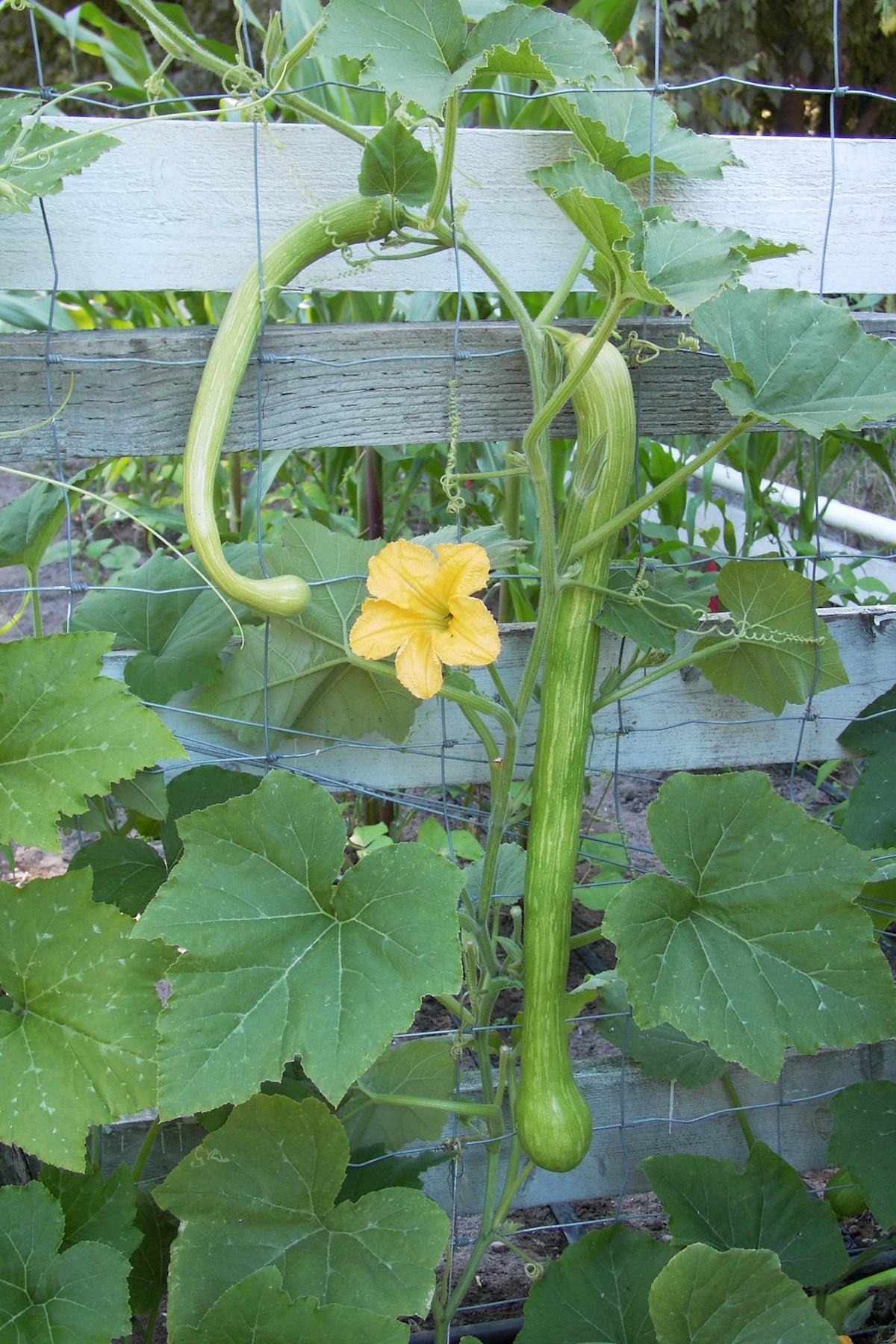 Heirloom Climbing Summer Squash - Trombetta di Albenga