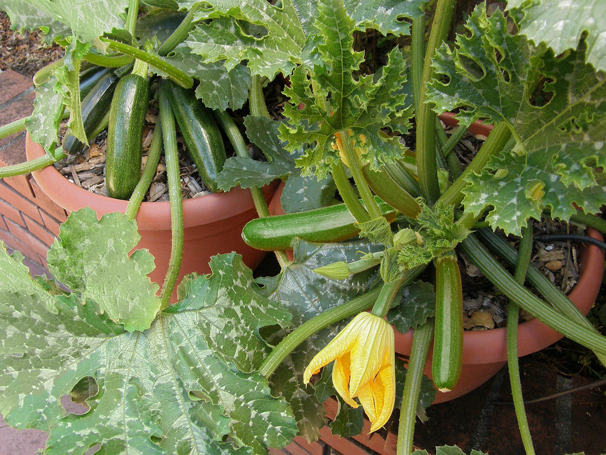 Container Zucchini - Astia