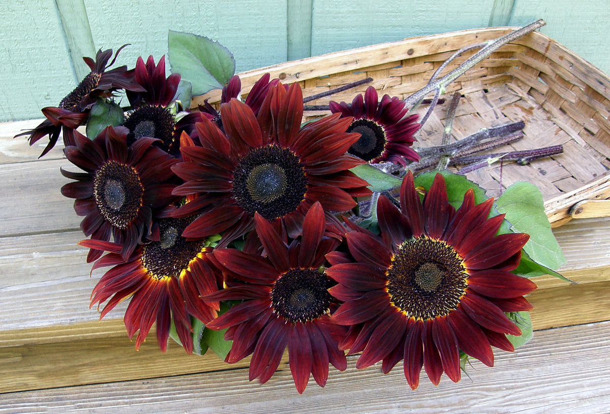 Ornamental Sunflowers - Cinnamon Sun