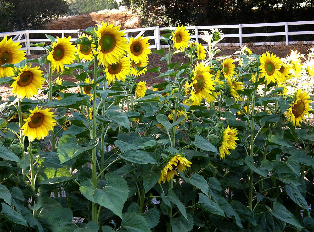 Snack Seed Sunflowers - Heirloom Mammoth Greystripe Organic