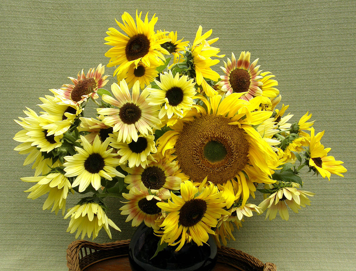 Bonus Pack - An Heirloom Sunflower Forest