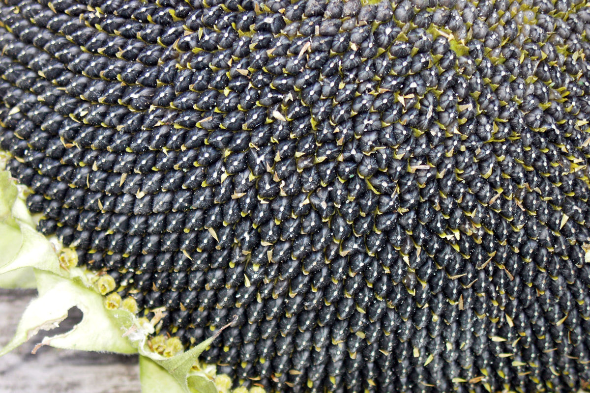 Edible Sunflowers - Snack Seed
