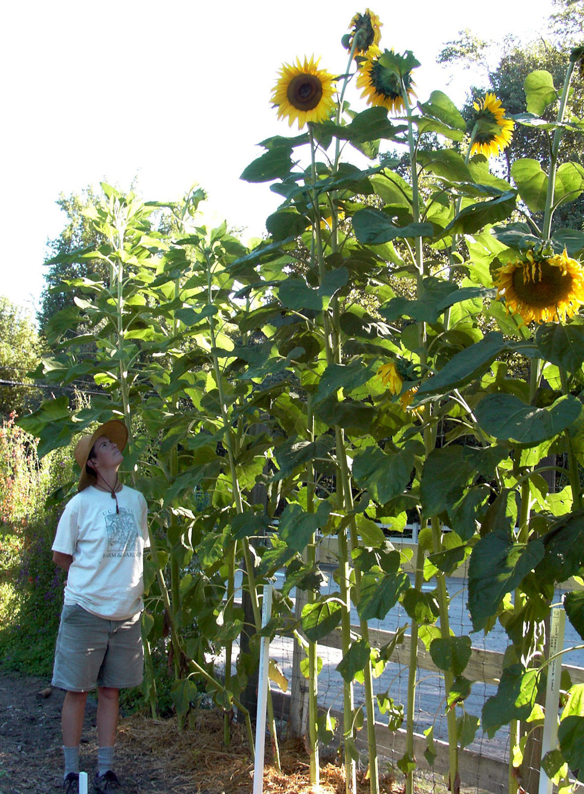 Giant Sunflowers - Sunzilla