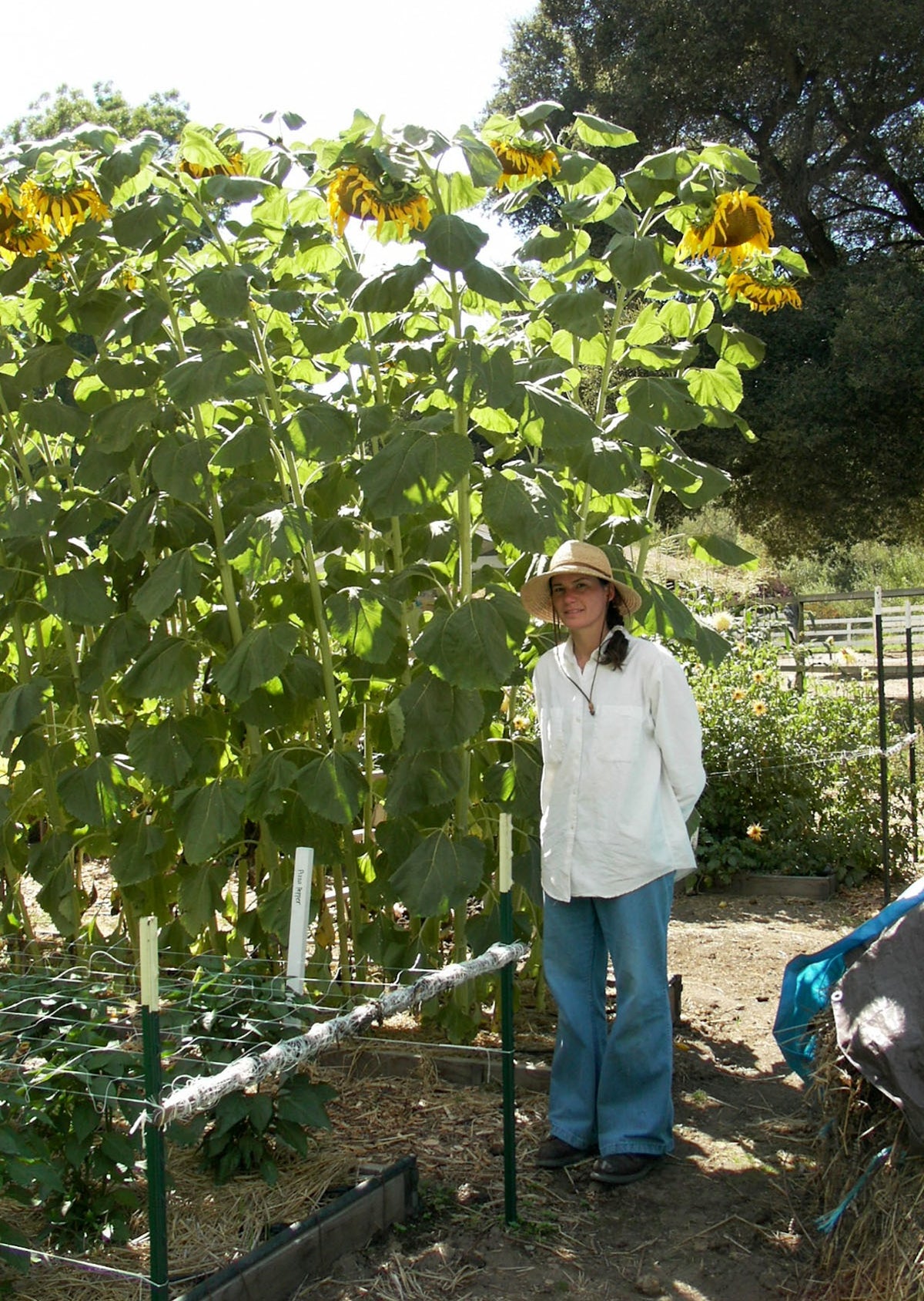 Giant Sunflowers - Heirloom Titan