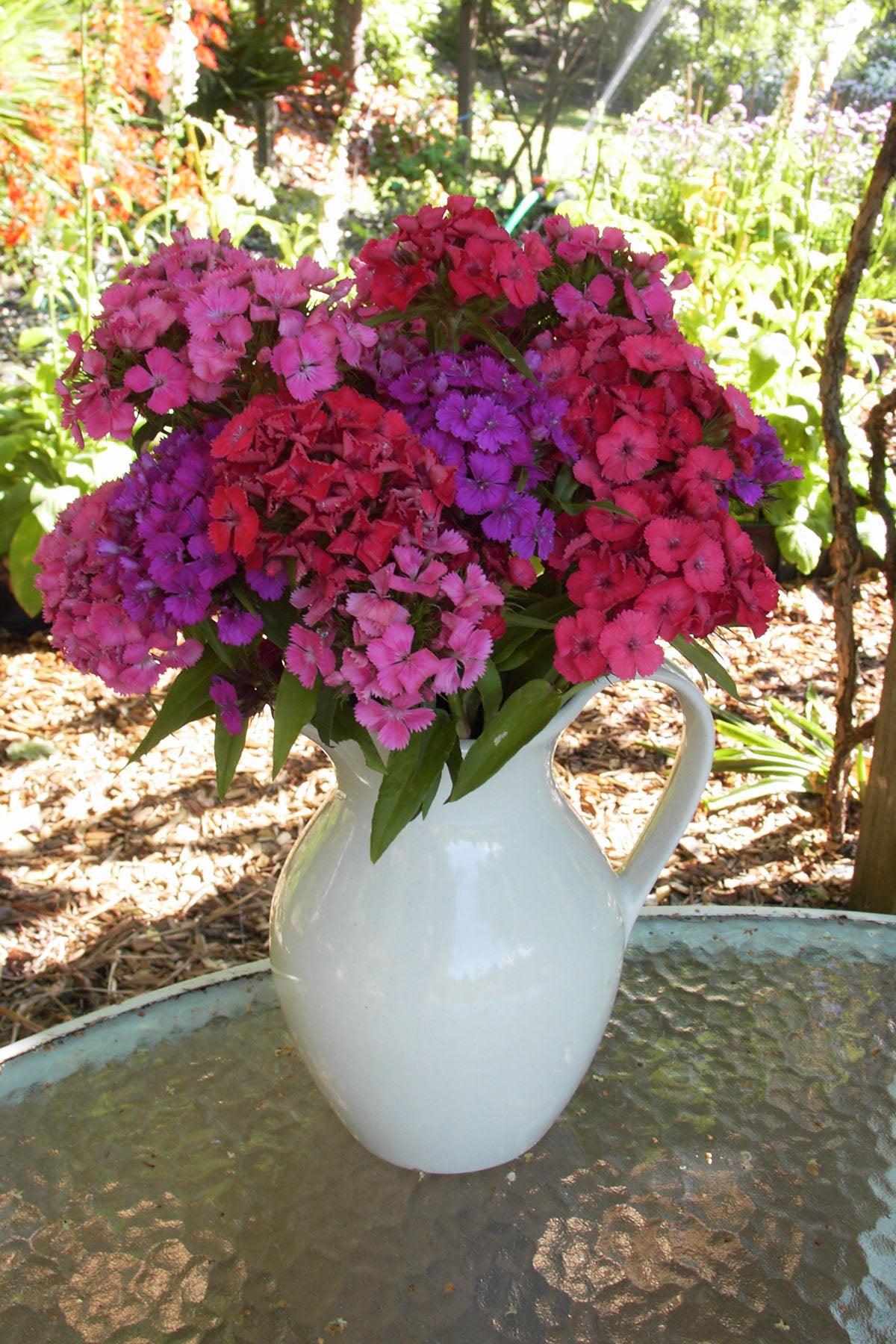 Sweet William - Lace Mantle