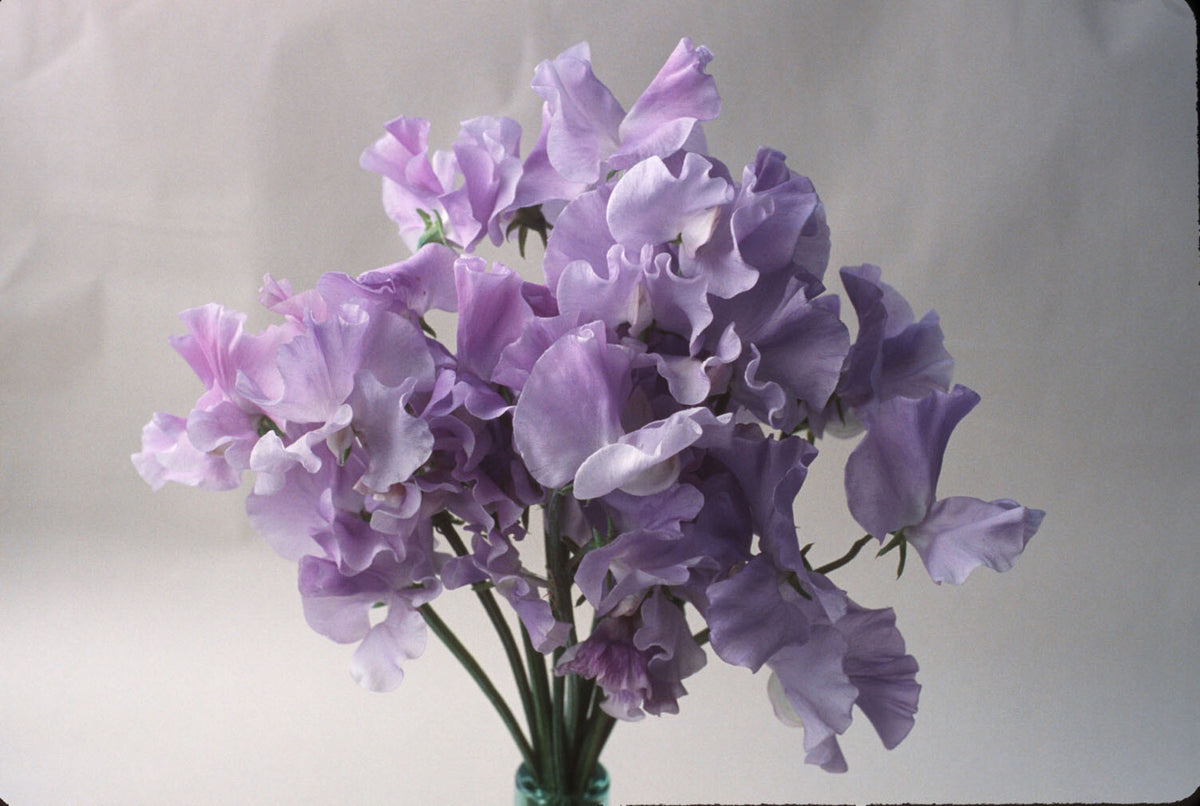 Exhibition Sweet Peas - Blue Celeste