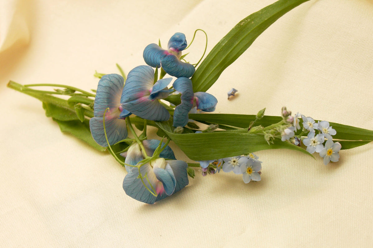 Container Sweet Peas - Electric Blue