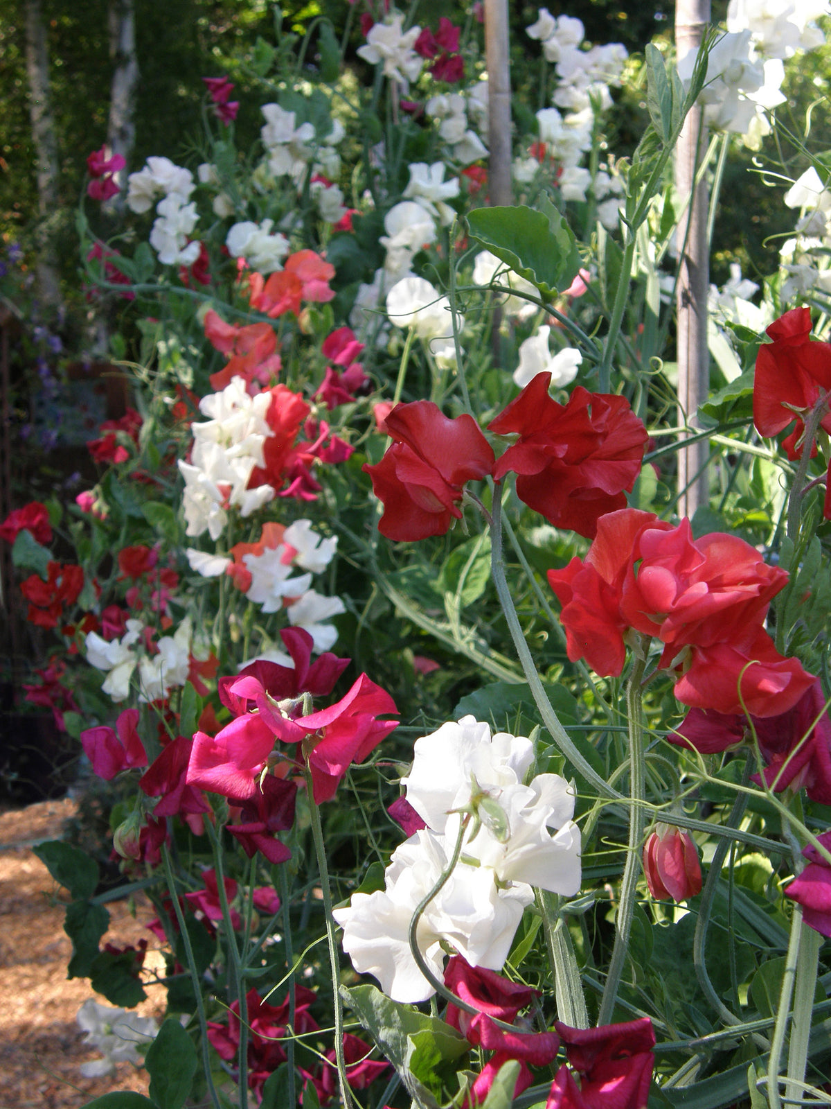 Scented Sweet Peas - Fire and Ice