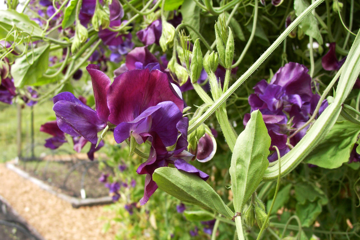 Heirloom Bouquet Sweet Peas - North Shore