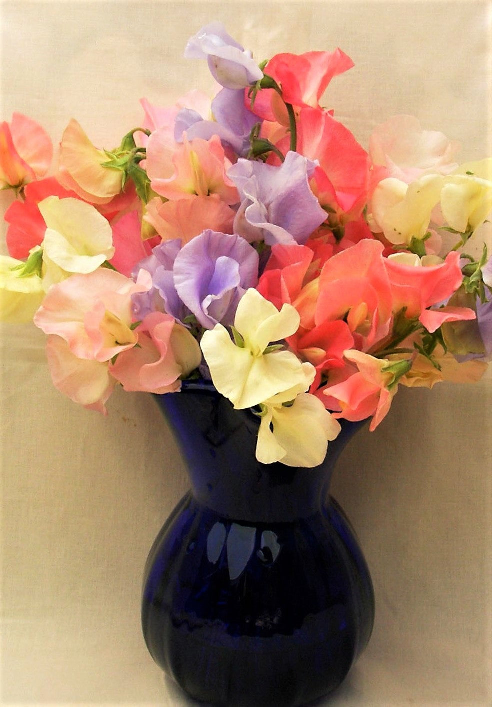 Heirloom Sweet Peas - Scented Pastel Sunset