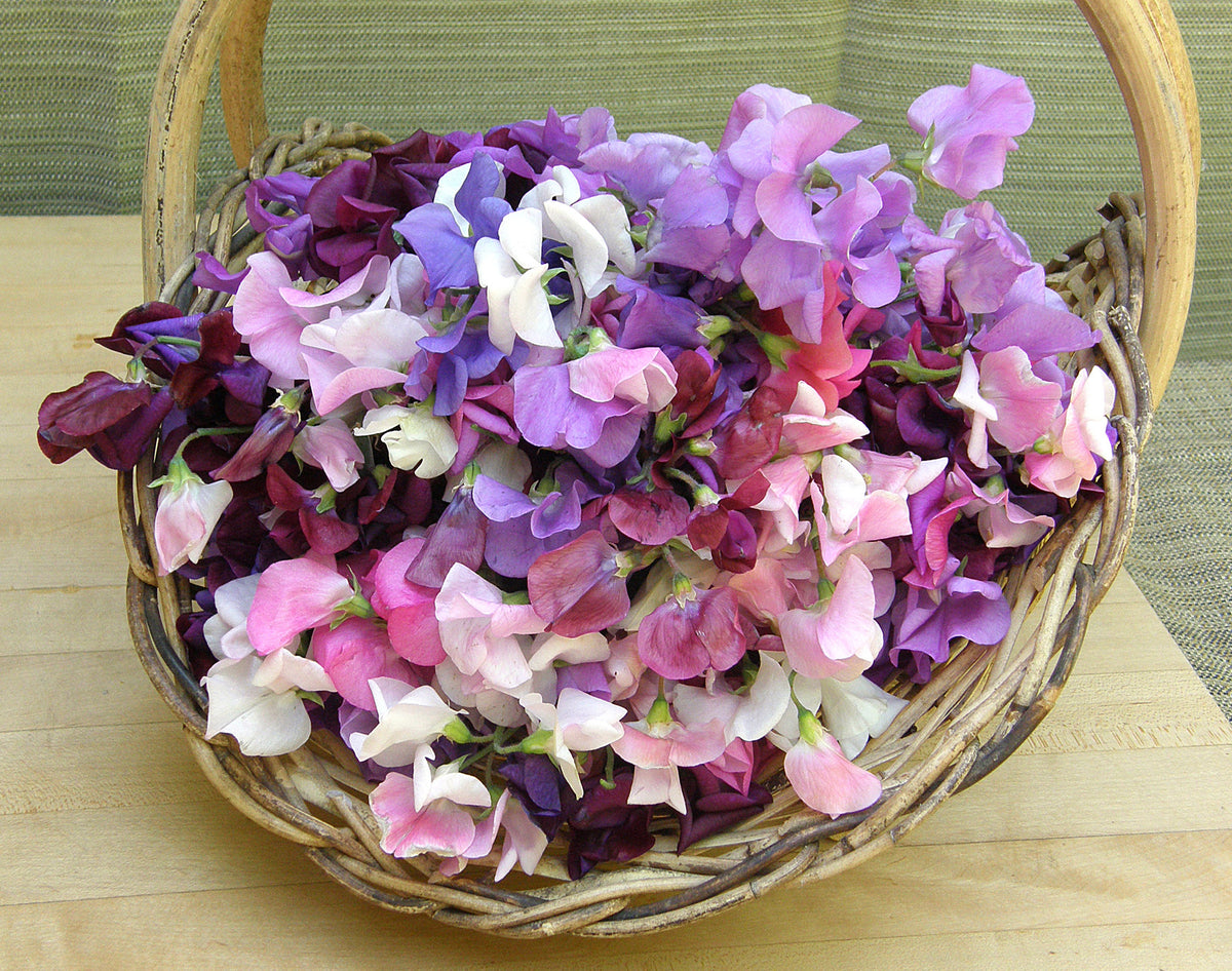 Heirloom Sweet Peas - Perfume Delight