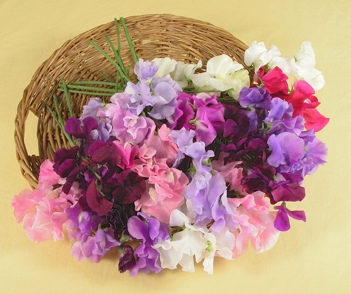 Heirloom Sweet Peas - Spencer Ruffled