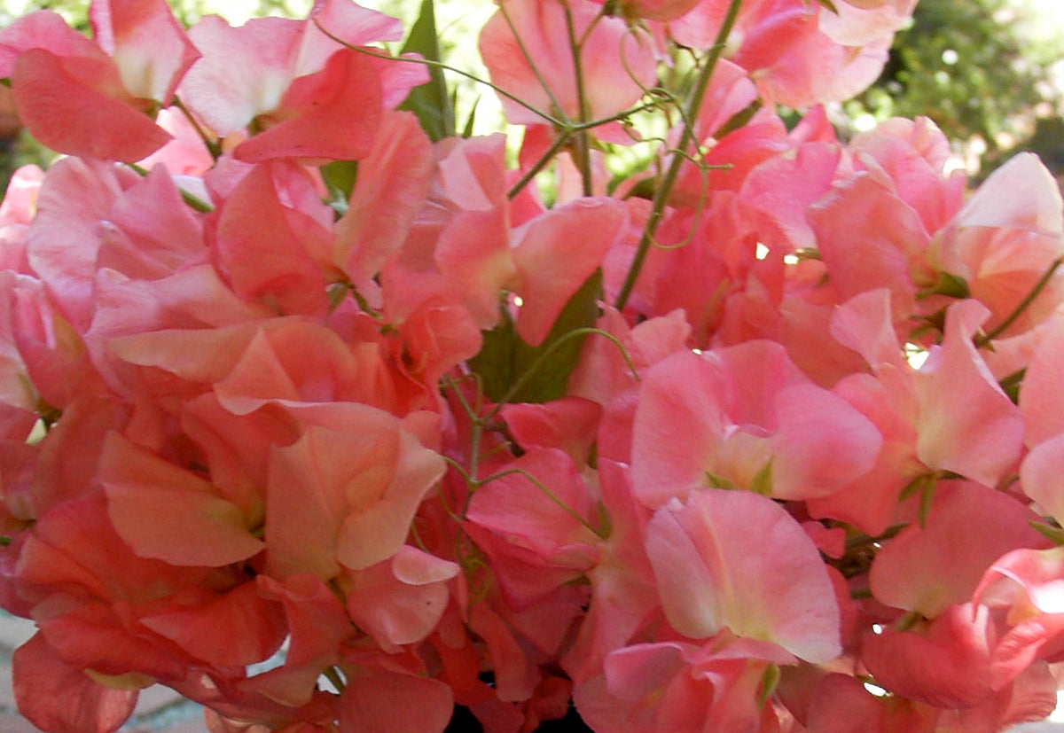 Heirloom Sweet Peas - Watermelon