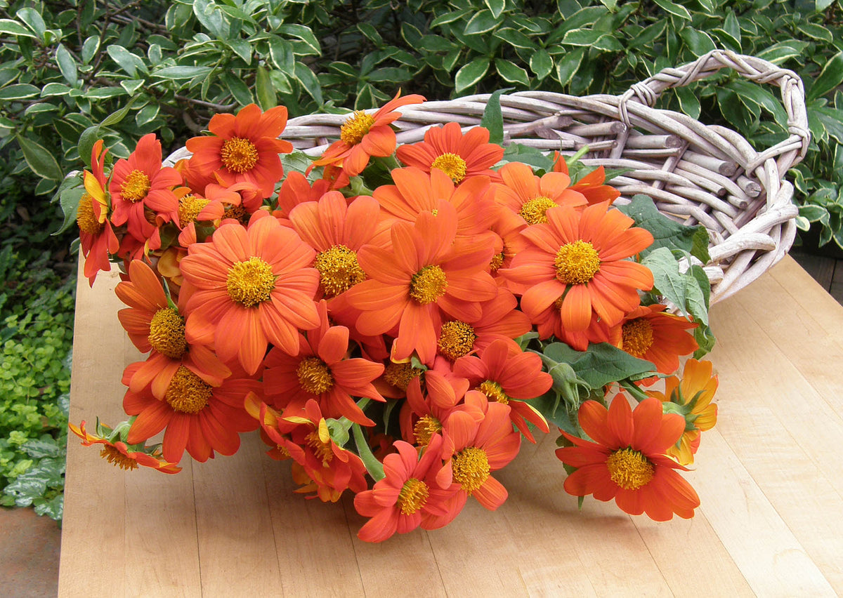 Butterfly Flowers - Heirloom Torch Tithonia