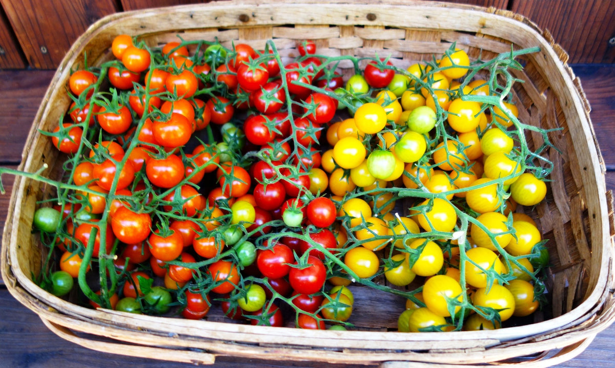 Tricolor Cherry Tomatoes - Garden Candy