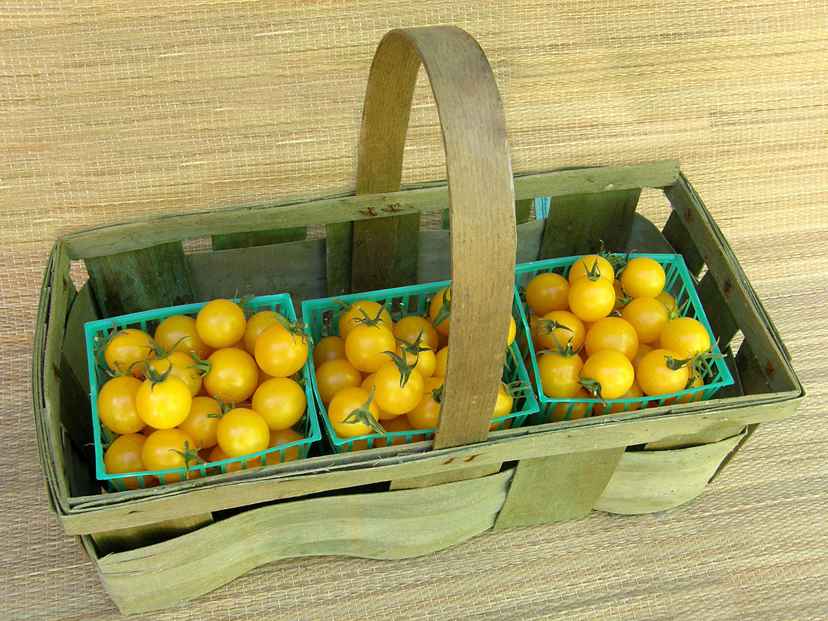 Cherry Tomato - Sweet Gold