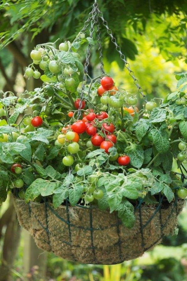 Windowbox Tomatoes - Litt'l Bites Cherry