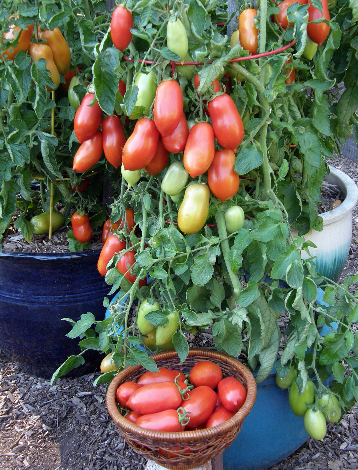 Container Roma Tomato - Inca Jewels