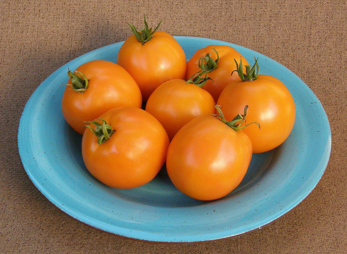 Japanese Slicing Tomato - Mandarin Cross