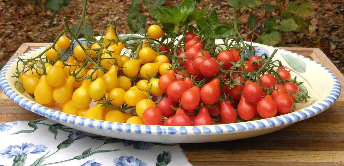 Heirloom Mini Tomatoes - Red & Yellow Pear
