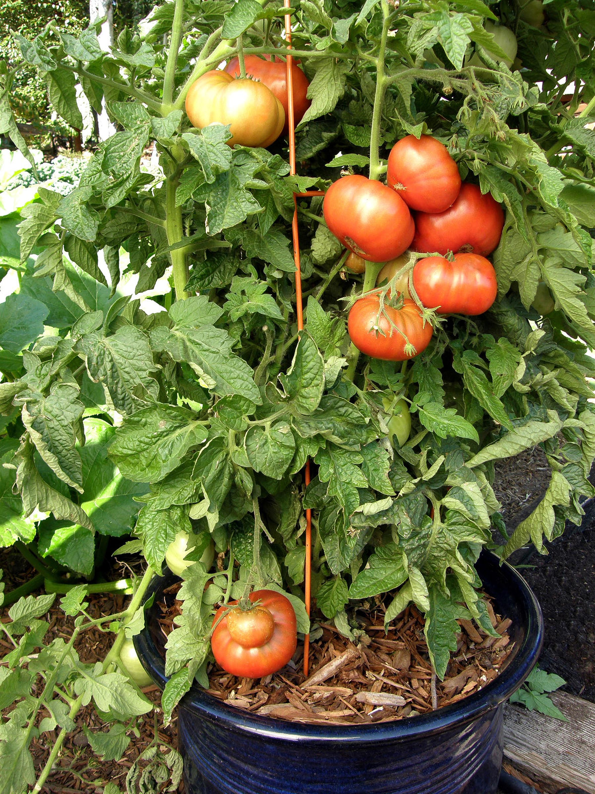 Heirloom Container Tomatoes - Tasmanian Chocolate Organic