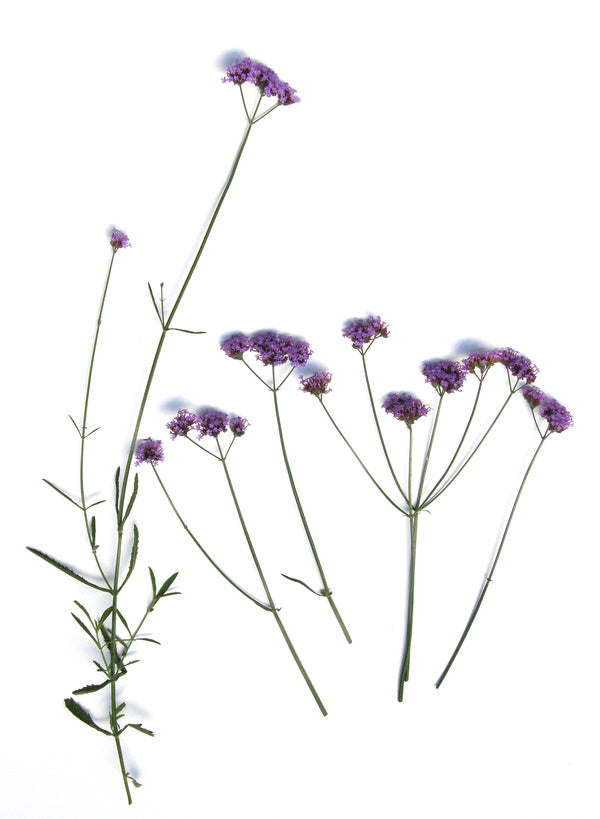 Pollinator Wildflowers - Vanity Verbena