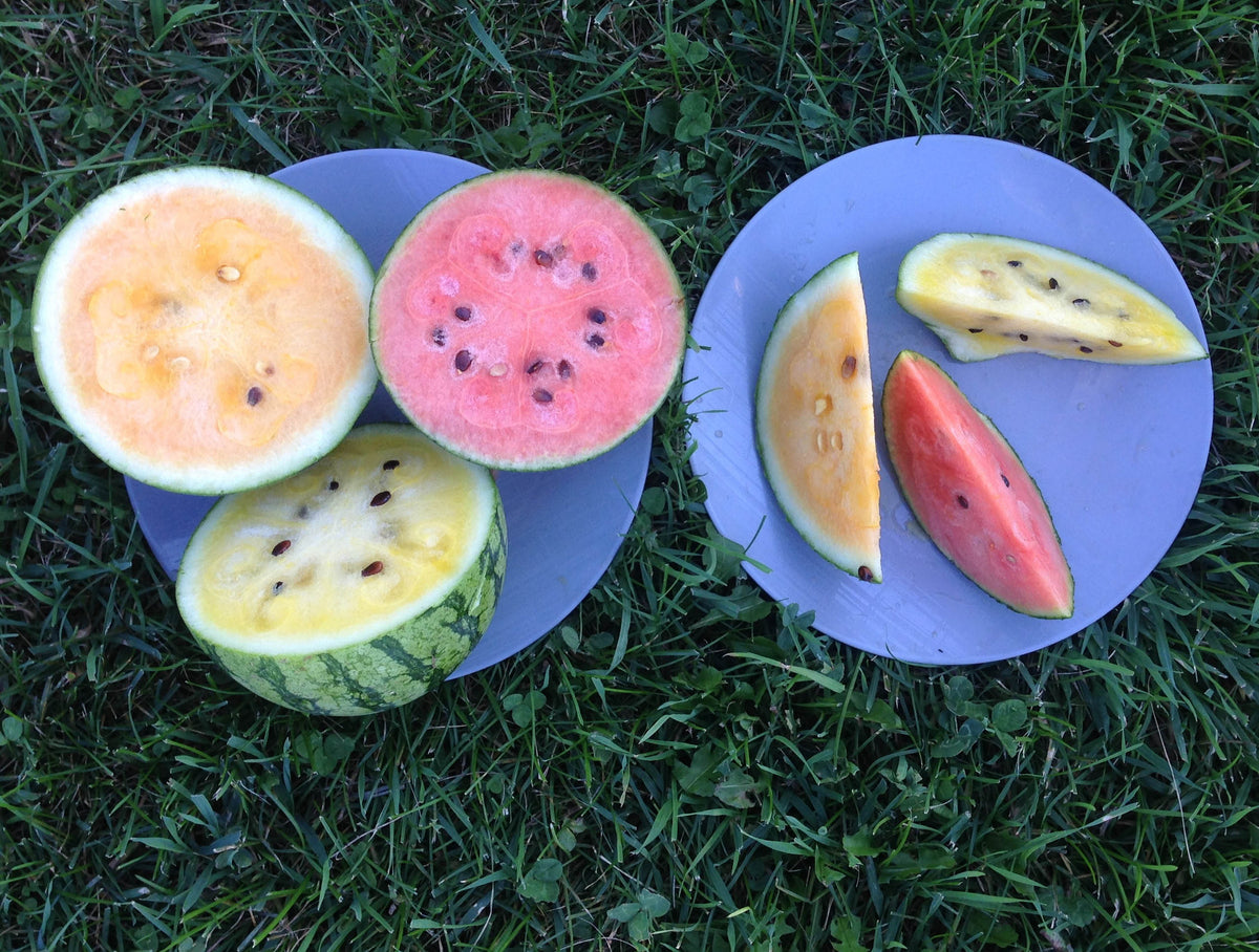Icebox Watermelons - Rainbow Sherbet