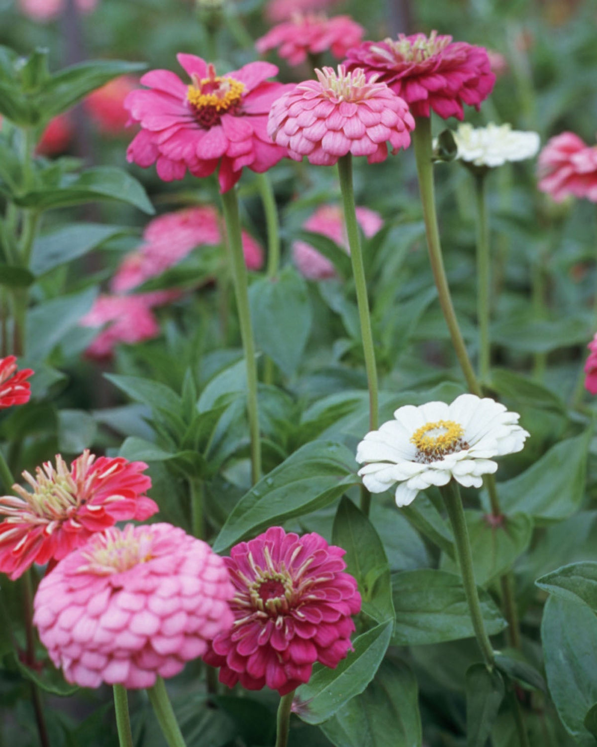 Cutting Zinnias - Cool Crayon Colors