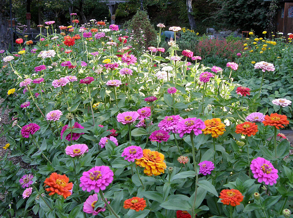 Scatter Gardens - Heirloom Rainbow Flowers Colorful, Carefree Zinnias