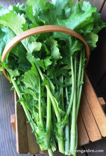Heirloom Broccoli Raab - Super Rapini
