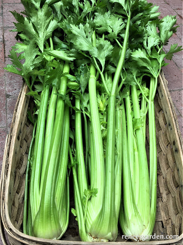 Stalk Celery - Merlin