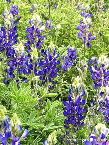 Bonus Pack - Heirloom Wildflowers Texas Bluebonnets